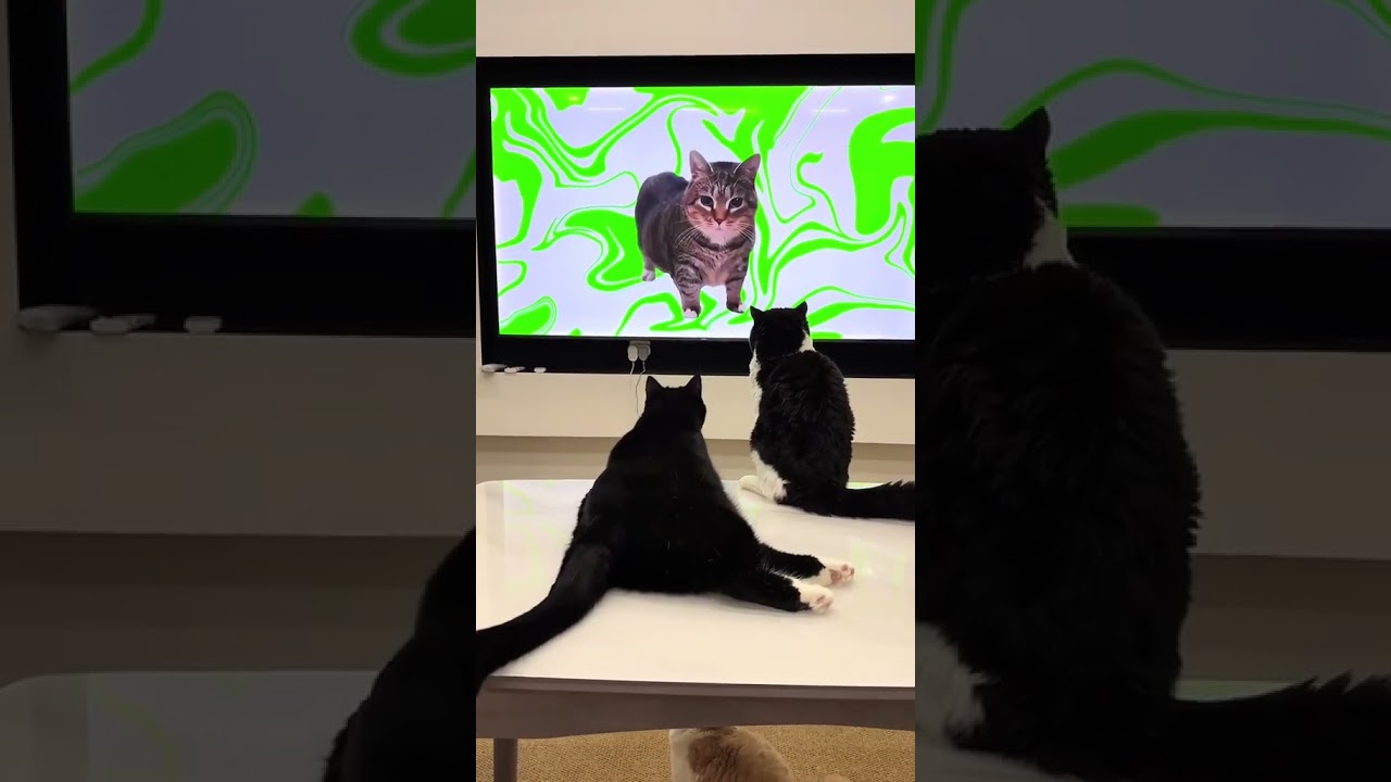 Cats copying humans.