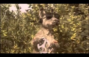 [FAST FORWARD] Skippy – Marijuana